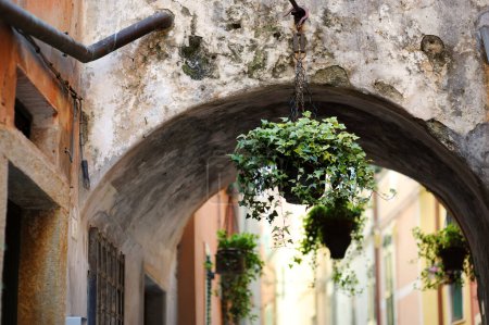Foto de Hermosas macetas en la calle de Manarola, ubicado en medio de los pueblos de Cinque Terre, cinco siglos de antigüedad, situado en la escarpada costa noroeste de la Riviera Italiana, Liguria, Italia. - Imagen libre de derechos