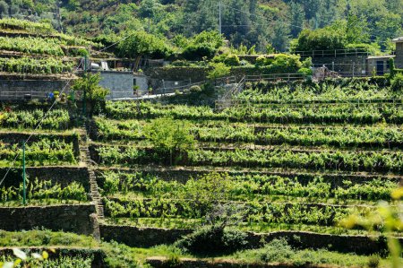Foto de Cultivo de uvas de vino en los viñedos alrededor del pueblo de Corniglia, uno de los pueblos de cinco siglos de antigüedad de Cinque Terre, situado en la escarpada costa noroeste de la Riviera italiana, Liguria, Italia. - Imagen libre de derechos