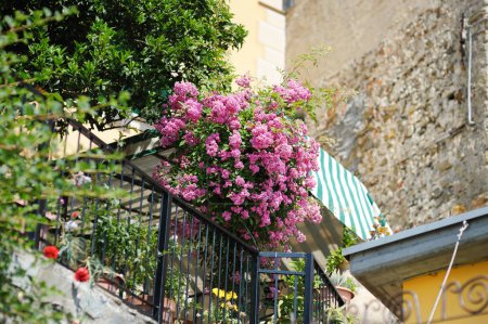 Foto de Hermosos rosales que florecen en la calle de Corniglia en el medio de los pueblos de cinco siglos de antigüedad de Cinque Terre, situado en la escarpada costa noroeste de la Riviera italiana, Liguria, Italia. - Imagen libre de derechos
