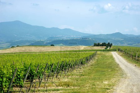 Foto de Impresionante vista de viñedos y tierras de cultivo con pequeños pueblos en el horizonte. Paisaje rural de verano de colinas onduladas, caminos curvos y cipreses de Toscana, Italia. - Imagen libre de derechos