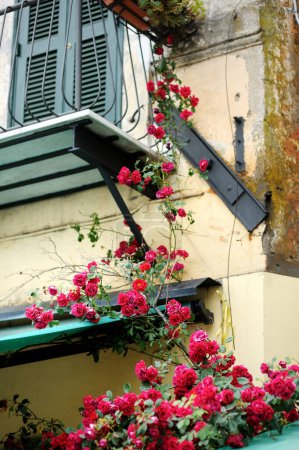 Téléchargez les photos : Roses fleurissant dans la rue étroite médiévale de la belle ville de Nemi, Italie - en image libre de droit