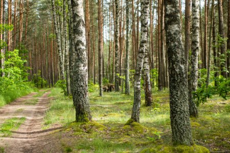 Téléchargez les photos : Belle forêt mixte de pins et de feuillus, Lituanie, Europe - en image libre de droit
