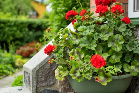 Téléchargez les photos : Fleurs rouge vif de la plante de pelargonium en fleurs. Géranium dans un pot de fleurs sur un doostep. - en image libre de droit