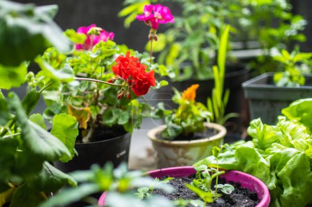 Téléchargez les photos : Diverses plantes vertes et des fleurs en fleurs dans des boîtes sur une terrasse. Décorer la maison en été. - en image libre de droit