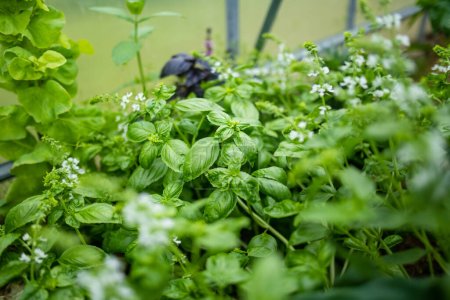 Basilikum wird im Sommer im Gewächshaus angebaut. Eigener Anbau von Kräutern und Gemüse auf einem Gehöft. Gartenarbeit und Lebensstil der Autarkie.