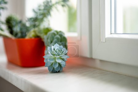 Téléchargez les photos : Cactus assortis et plantes succulentes dans des pots de fleurs colorées sur un rebord de fenêtre. Décorer les fenêtres de la maison en été. Accueil jardin de fleurs. - en image libre de droit