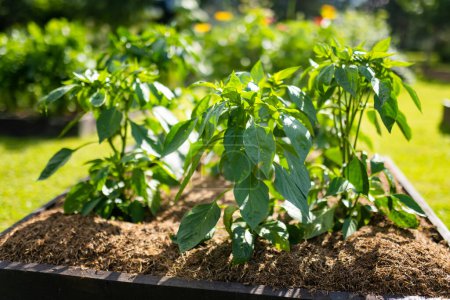 Photo for Cultivating bell peppers in summer season. Growing own herbs and vegetables in a homestead. Gardening and lifestyle of self-sufficiency. - Royalty Free Image