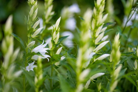 Téléchargez les photos : Campanule blanche carpatica fleurissant en été dans le jardin. Cloches blanches en gros plan. Beauté dans la nature. - en image libre de droit