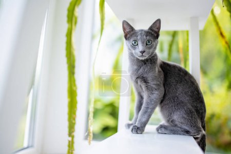 Téléchargez les photos : Jeune chaton bleu russe ludique jouant près de la fenêtre. Magnifique chat bleu-gris aux yeux verts. Animaux de compagnie famille à la maison. - en image libre de droit