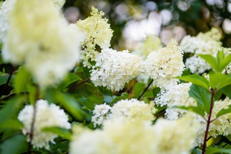 Foto de Flores tiernas de hortensia arborescens, retroiluminadas por el bajo sol de la tarde en verano. Hortensia florece en el jardín de verano. Belleza en la naturaleza. - Imagen libre de derechos