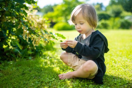 Foto de Lindo niño comiendo bayas de grosella blanca en el jardín. Bayas de grosella blanca madurando en la rama en el soleado día de verano. - Imagen libre de derechos