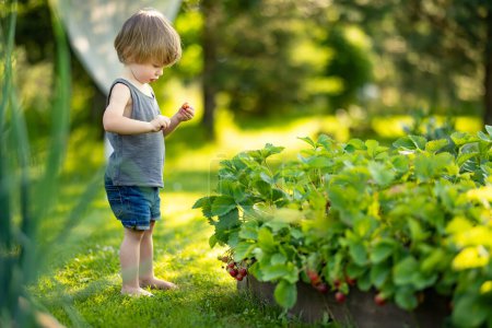 Foto de Lindo niño comiendo fresas orgánicas frescas en el soleado día de verano. Niño divirtiéndose en una granja de fresas al aire libre. - Imagen libre de derechos