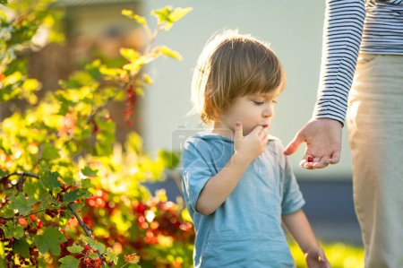 Foto de Lindo niño comiendo grosellas rojas en un jardín en un día de verano cálido y soleado. Comida orgánica fresca y saludable para niños pequeños. Actividades familiares en verano. - Imagen libre de derechos