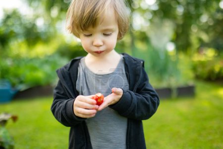 Téléchargez les photos : Petit garçon mignon mangeant des fraises biologiques fraîches le jour ensoleillé de l'été. Enfant s'amuser sur une ferme de fraises en plein air. - en image libre de droit