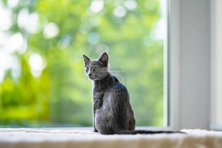 Photo for Young playful Russian Blue kitten playing by the window. Gorgeous blue-gray cat with green eyes. Family pet at home. - Royalty Free Image