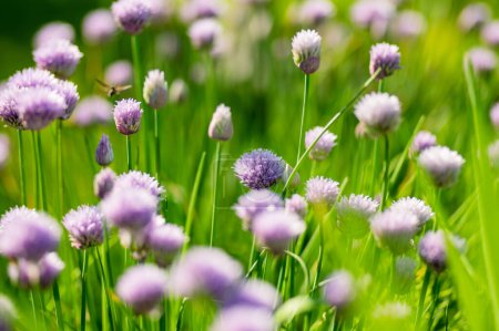 Foto de Primer plano de hermosas flores de cebollino púrpura floreciendo en un jardín. Flores de ajo florecientes en suave luz nocturna. Belleza en la naturaleza. - Imagen libre de derechos