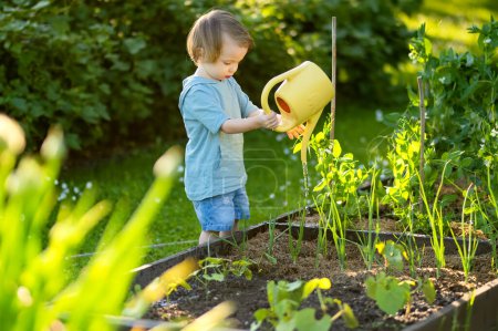 Photo for Cute blond little toddler watering plants using watering pot outdoors in the garden. Kid helping parents with gardening in the backyard in bright sunny summer day. - Royalty Free Image