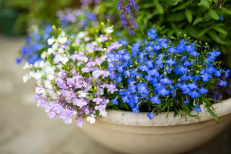 Photo for Colourful lobelia erinus flowers blossoming in a flowet pot in a garden. Garden lobelia, popular edging plant in gardens for hanging baskets and window boxes. - Royalty Free Image