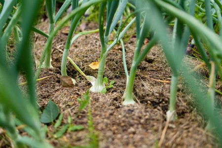 Photo for Rows of fully grown onions ready to be harvested. Growing own fruits and vegetables in a homestead. Gardening and lifestyle of self-sufficiency. - Royalty Free Image