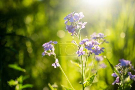 Photo for Beautiful purple flowers of Lunaria annua, annual honesty flowers (Silver Dollar, Money Plant) on sunny summer evening. Beauty in nature. - Royalty Free Image