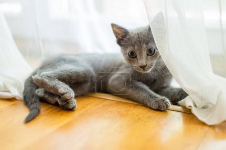 Foto de Joven gatito azul ruso juguetón jugando junto a la ventana. Precioso gato azul-gris con ojos verdes. Mascota familiar en casa. - Imagen libre de derechos