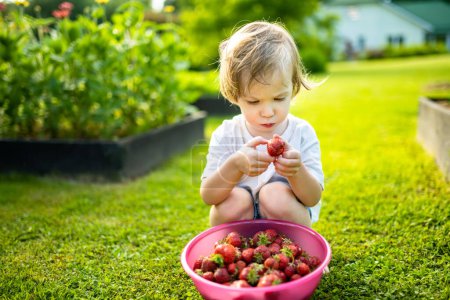 Photo for Cute toddler boy eating fresh organic strawberries on sunny summer day. Kid having fun on a strawberry farm outdoors. - Royalty Free Image