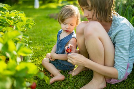 Photo for Big sister feeding fresh organic strawberries to her toddler brother on sunny summer day. Kid having fun on a strawberry farm outdoors. - Royalty Free Image
