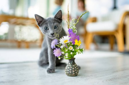 Téléchargez les photos : Jeune chaton bleu russe ludique jouant avec un petit bouquet de fleurs. Magnifique chat bleu-gris aux yeux verts. Animaux de compagnie famille à la maison. - en image libre de droit