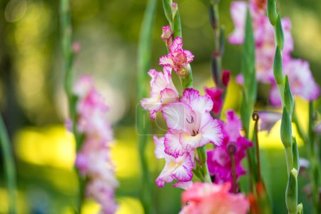 Bunte Gladiolen oder Schwertlilien blühen im Garten. Nahaufnahme von Gladiolenblüten. Blumen blühen im Sommer. Schönheit in der Natur.