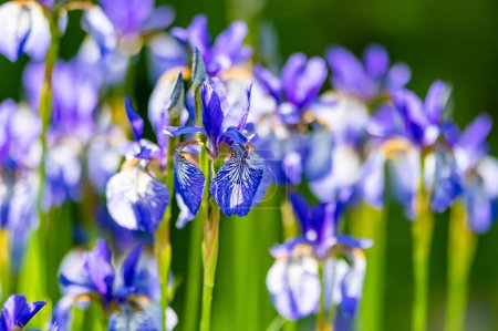Téléchargez les photos : Fleurs d'iris violet fleurissant sur un lit de fleurs dans le parc lors d'une soirée d'été ensoleillée. Beauté dans la nature. - en image libre de droit