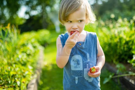 Foto de Lindo niño comiendo fresas orgánicas frescas en el soleado día de verano. Niño divirtiéndose en una granja de fresas al aire libre. - Imagen libre de derechos