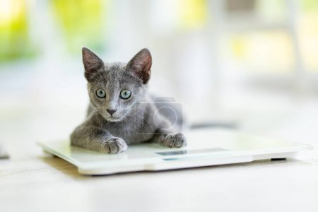 Photo for Young playful Russian Blue kitten playing on a weight scale. Gorgeous blue-gray cat with green eyes. Family pet at home. - Royalty Free Image