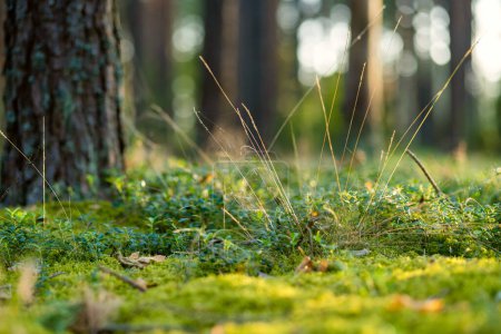 Téléchargez les photos : Détails de belle forêt mixte de pins et de feuillus, Lituanie, Europe - en image libre de droit