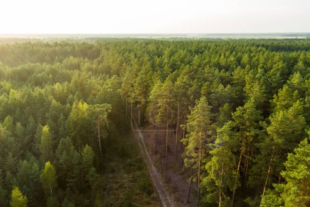Foto de Aerial top down view of summer forest with two-lane road among pine trees. Beautiful summer scenery near Vilnius city, Lithuania - Imagen libre de derechos