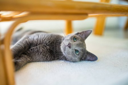 Téléchargez les photos : Jeune chaton bleu russe ludique jouant près de la fenêtre. Magnifique chat bleu-gris aux yeux verts. Animaux de compagnie famille à la maison. - en image libre de droit