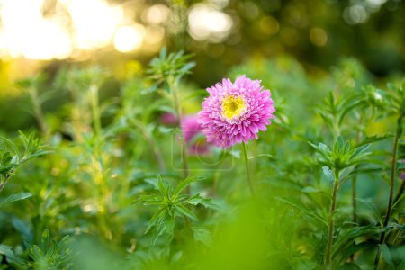 Téléchargez les photos : Fleurs d'aster rose sur un fond vert flou. Saison estivale. Fleurs décoratives. - en image libre de droit