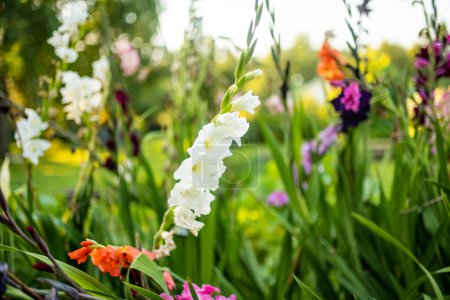 Foto de Coloridas flores de gladiolo o azucena espada que florecen en el jardín. Primer plano de las flores de gladiolo. Flores que florecen en verano. Belleza en la naturaleza. - Imagen libre de derechos