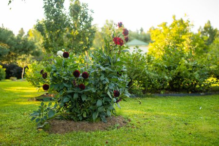Téléchargez les photos : Fleurs de dahlia colorées dans un jardin d'arrière-cour en automne. Saison d'automne. Fleurs décoratives à l'extérieur. - en image libre de droit