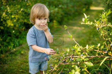 Photo for Cute toddler boy picking fresh berries on organic blueberry farm on warm and sunny summer day. Fresh healthy organic food for small kids. Family activities in summer. - Royalty Free Image