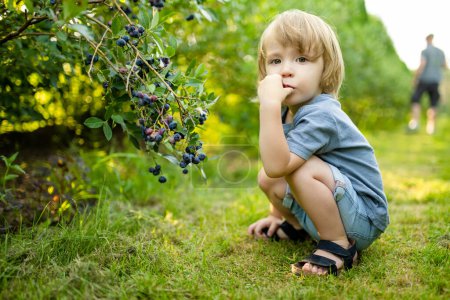 Téléchargez les photos : Bébé mignon garçon cueillant des baies fraîches sur la ferme de myrtilles biologiques par une journée d'été chaude et ensoleillée. Aliments biologiques frais et sains pour les jeunes enfants. Activités familiales en été. - en image libre de droit