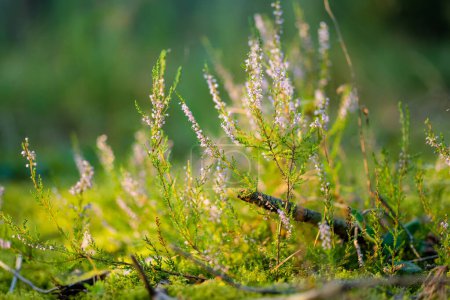 Téléchargez les photos : Détail d'une plante de bruyère en fleurs dans le paysage lituanien. Beau paysage extérieur
. - en image libre de droit