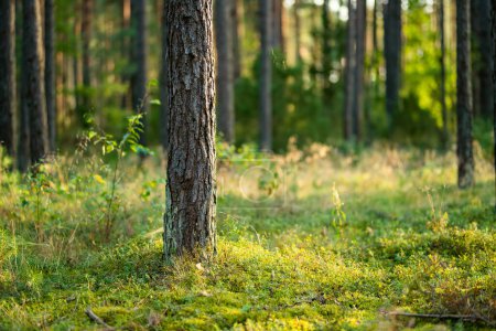 Téléchargez les photos : Belle forêt mixte de pins et de feuillus, Lituanie, Europe - en image libre de droit