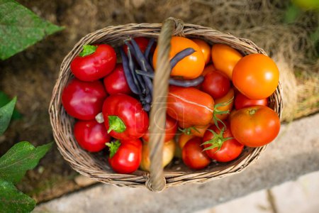 Photo for Fresh just harvested vegetables in a basket in a greenhouse. Growing own fruits and vegetables in a homestead. Gardening and lifestyle of self-sufficiency. - Royalty Free Image