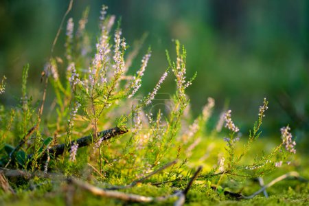 Téléchargez les photos : Détail d'une plante de bruyère en fleurs dans le paysage lituanien. Beau paysage extérieur
. - en image libre de droit