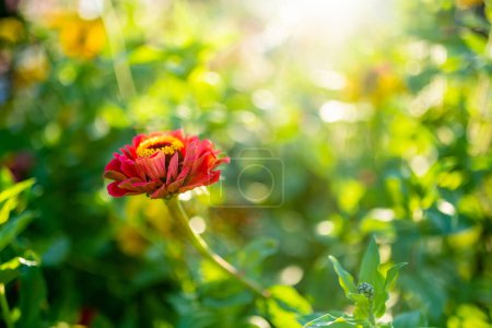 Photo for Red and orange zinnia flowers blossoming in summer garden. Beauty in nature. - Royalty Free Image