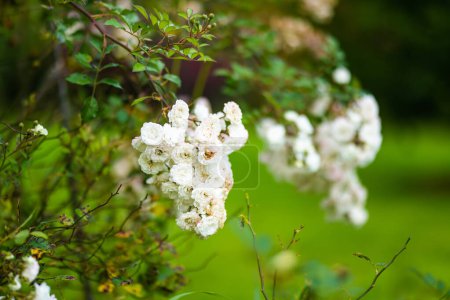 Foto de Hermosas rosas blancas arbusto floreciendo en el patio trasero en el soleado día de verano. Belleza en la naturaleza. - Imagen libre de derechos