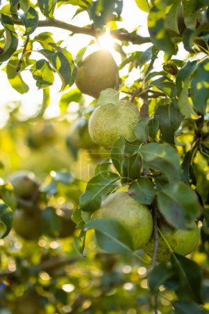 Foto de Peras verdes en la rama del peral en el cálido día de otoño. Cosechando frutas maduras en un huerto de manzanas. Cultivar frutas y verduras propias en una granja. Jardinería y estilo de vida de autosuficiencia. - Imagen libre de derechos