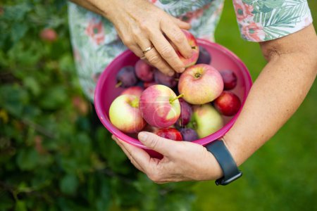 Téléchargez les photos : Femme tenant un bol rempli de pommes et de prunes biologiques fraîches. Récolte des pommes et des prunes dans un verger le jour de l'automne. Cueillette de fruits dans un jardin. Aliments frais et sains. Nutrition familiale en été - en image libre de droit