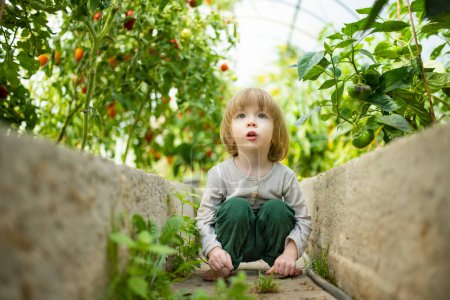 Photo for Cute toddler boy having fun in a greenhouse on sunny summer day. Child helping with daily chores. Gardening activity for kids. - Royalty Free Image