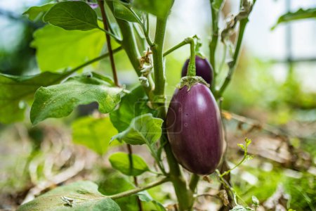 Photo for Cultivating eggplants in a greenhouse in summer season. Growing own herbs and vegetables in a homestead. Gardening and lifestyle of self-sufficiency. - Royalty Free Image